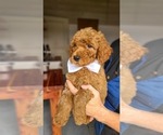 Small #3 Poodle (Standard)