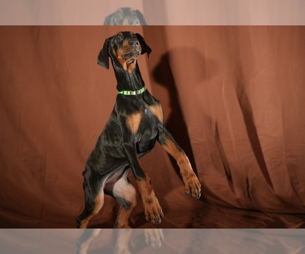 Medium Photo #6 Doberman Pinscher Puppy For Sale in RIVERDALE, MD, USA