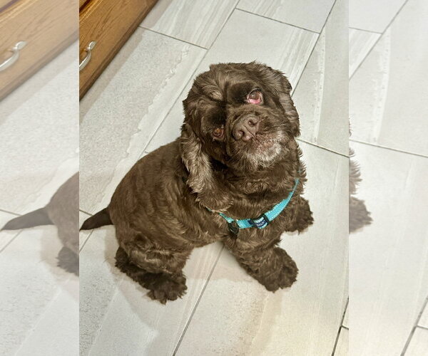 Medium Photo #2 Cocker Spaniel Puppy For Sale in St. Louis Park, MN, USA