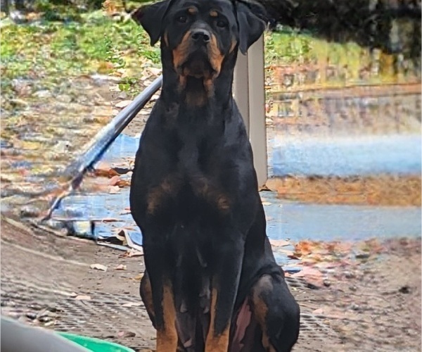 Medium Photo #17 Rottweiler Puppy For Sale in DES MOINES, IA, USA