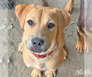 Tex - Male Labrador Retriever-Unknown Mix Dog for Adoption - Photo #2