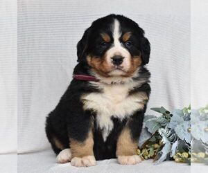 Bernese Mountain Dog Puppy for sale in MILLERSTOWN, PA, USA