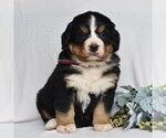 Small Photo #1 Bernese Mountain Dog Puppy For Sale in MILLERSTOWN, PA, USA