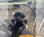 Puppy Chuka Labrador Retriever