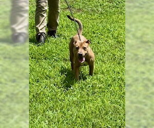 Mutt Dogs for adoption in Sparta, TN, USA