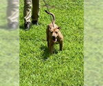 Small Mutt