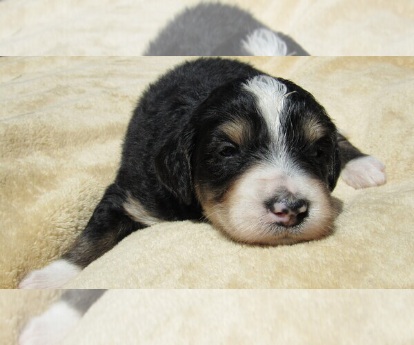 Medium Photo #6 Bernedoodle Puppy For Sale in BIG ROCK, IL, USA