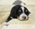 Small #5 Bernedoodle