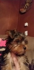 Yorkshire Terrier Puppy for sale in STOY, IL, USA