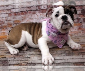English Bulldog Puppy for sale in ALTOONA, KS, USA