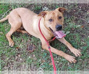 Labrador Retriever-Unknown Mix Dogs for adoption in Fort Lauderdale, FL, USA