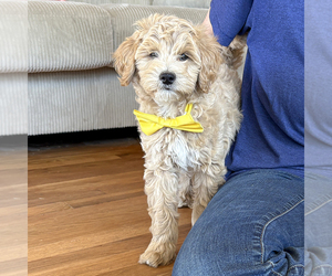 Goldendoodle (Miniature) Puppy for sale in ROY, UT, USA