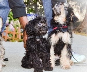 Poodle (Toy)-Wapoo Mix Puppy for Sale in N RICHMOND, California USA