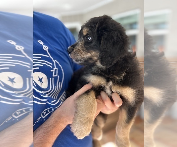 Medium Photo #86 Aussiedoodle Puppy For Sale in LONGWOOD, FL, USA