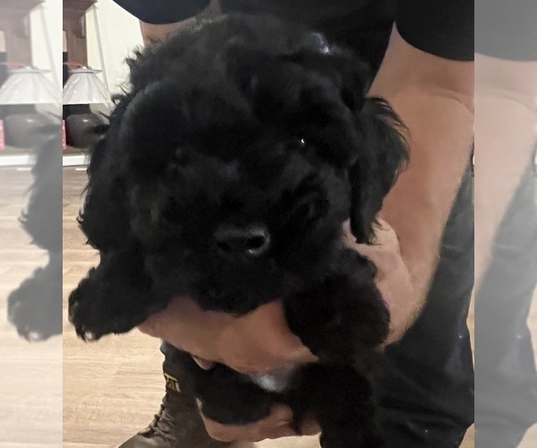 Medium Photo #3 Poodle (Toy) Puppy For Sale in MADISON, FL, USA