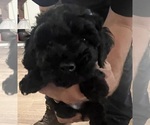 Small Photo #3 Poodle (Toy) Puppy For Sale in MADISON, FL, USA
