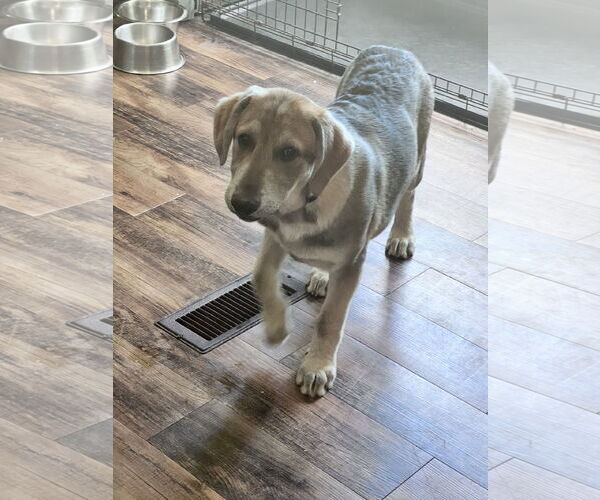 Medium Photo #8 Huskies -Unknown Mix Puppy For Sale in Crossville, AL, USA