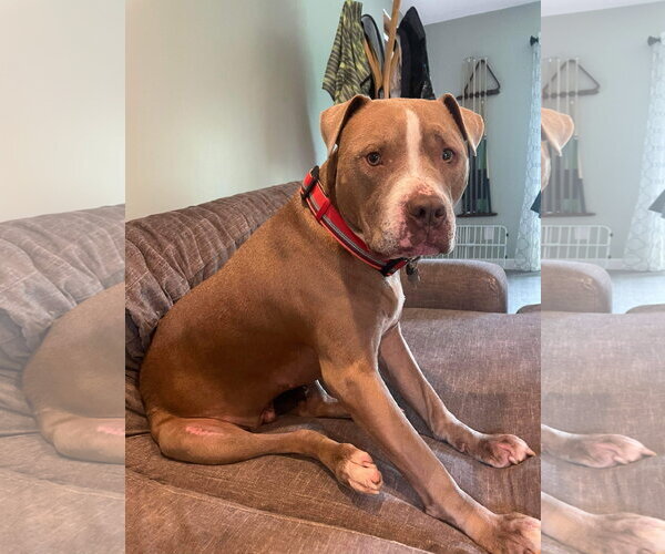 Medium Photo #4 American Pit Bull Terrier-Unknown Mix Puppy For Sale in Germantown, OH, USA