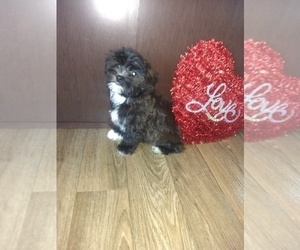 Yorkshire Terrier Puppy for sale in LAPEER, MI, USA