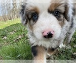 Small #7 Aussie-Corgi