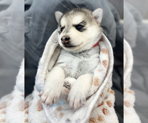 Pomsky Puppy for sale in ROCKFORD, IL, USA