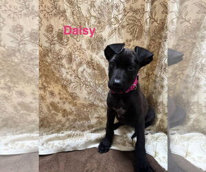 Great Dane-Unknown Mix Dogs for adoption in Jackson Township, NJ, USA