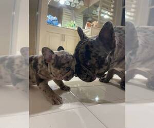 French Bulldog Puppy for sale in PARKLAND, FL, USA