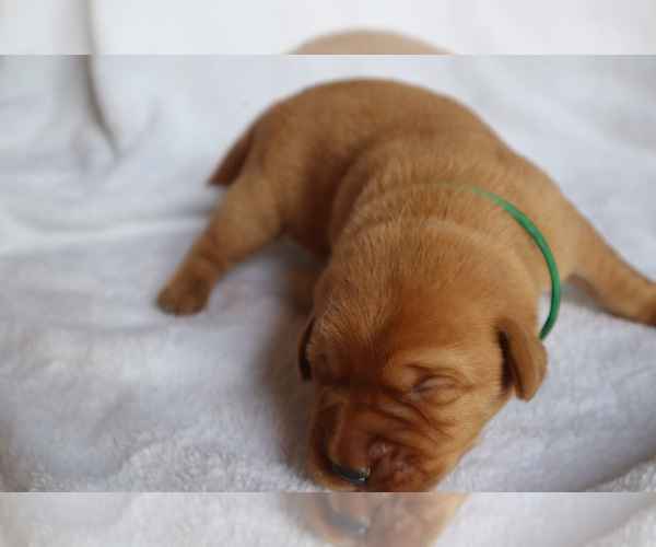 Medium Photo #8 Labrador Retriever Puppy For Sale in CELINA, OH, USA
