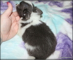 Puppy Longhair Chavez Chihuahua