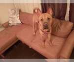 Small #12 Chinese Shar-Pei Mix