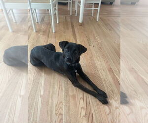 Mabel - Female Labrador Retriever-Unknown Mix Dog for Adoption - Photo #10