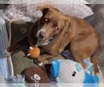 Small Photo #2 Labrador Retriever-Unknown Mix Puppy For Sale in San Antonio, TX, USA