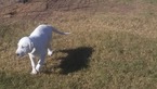 Small Photo #20 Anatolian Shepherd-Great Pyrenees Mix Puppy For Sale in CALVIN, OK, USA