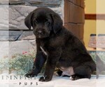 Small #2 Labrador Retriever-Miniature Bernedoodle Mix