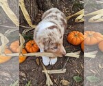 Small Photo #5 Australian Shepherd Puppy For Sale in HUME, MO, USA