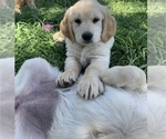 Small Photo #1 Golden Retriever Puppy For Sale in WELDON, CA, USA