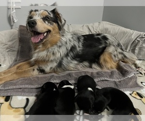 Miniature Australian Shepherd Puppy for Sale in CONNELLYS SPRINGS, North Carolina USA