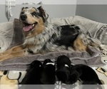 Image preview for Ad Listing. Nickname: Litter of 4
