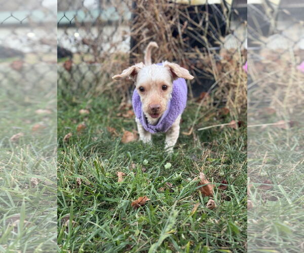 Medium Photo #10 Poodle (Miniature) Puppy For Sale in Chester, NJ, USA
