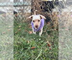 Small #9 Poodle (Miniature)