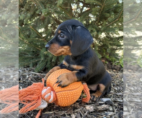 Medium Photo #5 Dachshund Puppy For Sale in MIDDLEBURY, IN, USA