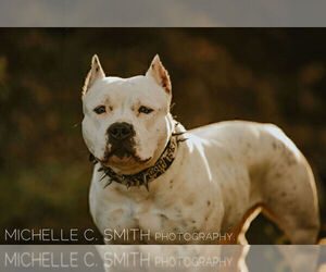 Mother of the American Bully puppies born on 03/20/2023