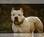 Small Photo #1 American Bully Puppy For Sale in TEMECULA, CA, USA