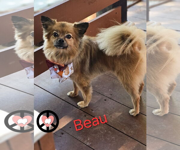 Medium Photo #3 Pomeranian Puppy For Sale in Lebanon, PA, USA