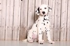 Small Photo #1 Dalmatian Puppy For Sale in MOUNT VERNON, OH, USA