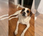 Small #1 Mutt