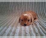 Small Photo #7 Cavapoo (Miniature) Puppy For Sale in STANLEY, WI, USA