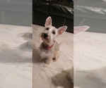 Small Photo #1 Schnauzer (Miniature) Puppy For Sale in GRAND RAPIDS, MI, USA