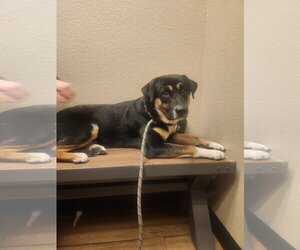 Huskies -Rottweiler Mix Dogs for adoption in phoenix, AZ, USA