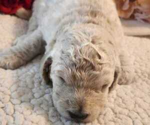 Goldendoodle Puppy for sale in AMELIA COURT HOUSE, VA, USA